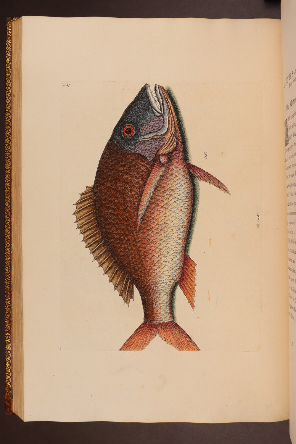 Plate 25